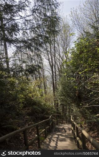 Trail in forest, Foreshore Trail, Wreck Beach, Vancouver, British Columbia, Canada