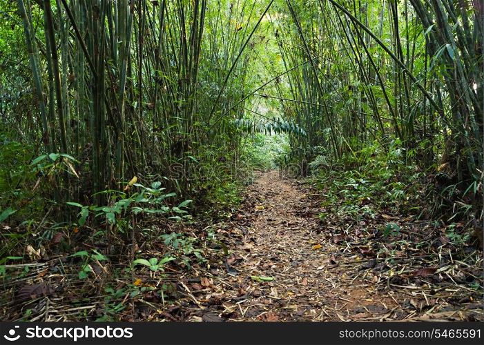 trail in the bamboo thickets tropical jungles of South East Asia