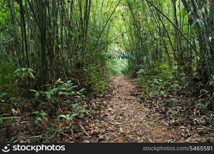 trail in the bamboo thickets tropical jungles of South East Asia