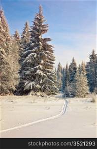 trail in the winter forest photo