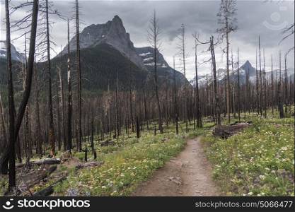 Trail passing through a forest, St. Mary Falls Trail, Continental Divide, Going-to-the-Sun Road, Glacier National Park, Glacier County, Montana, USA