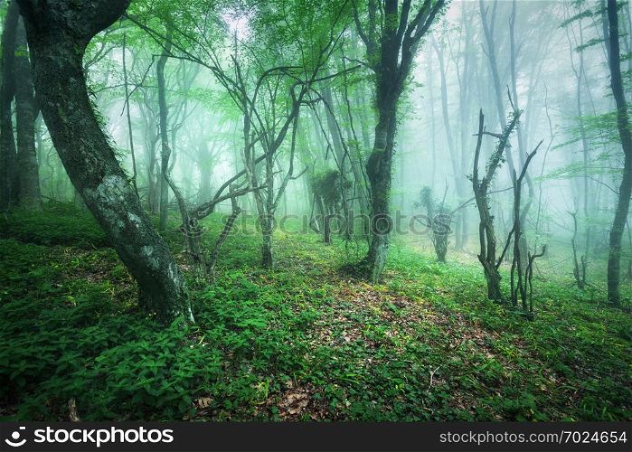 Trail through a mysterious beautiful forest in fog with green leaves. Spring morning in Crimea. Magical atmosphere. Fairytale. Trail through a mysterious beautiful forest in fog with green le
