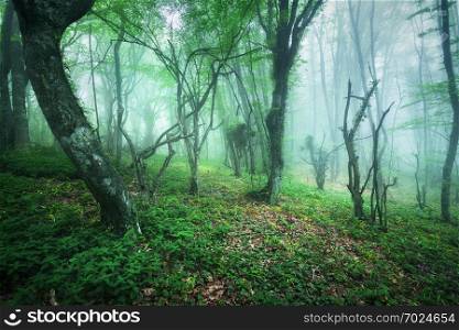 Trail through a mysterious beautiful forest in fog with green leaves. Spring morning in Crimea. Magical atmosphere. Fairytale. Trail through a mysterious beautiful forest in fog with green le