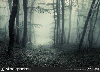 Trail through a mysterious dark forest in fog with green leaves. Spring morning in Crimea. Magical atmosphere. Fairytale. Trail through a mysterious dark forest in fog with green leaves.