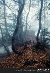 Trail through a mysterious dark old forest in fog. Autumn morning in Crimea. Magical atmosphere. Fairytale