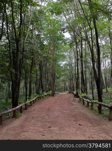 Trail through dipterocarp forest, Thailand