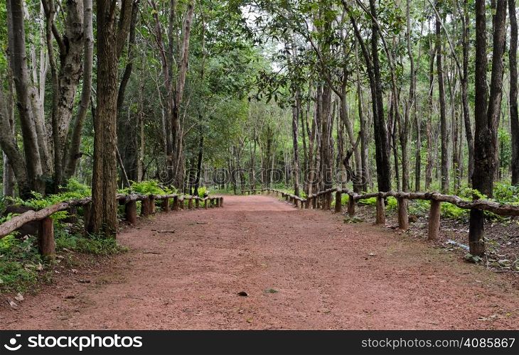 Trail through dipterocarp forest, Thailand