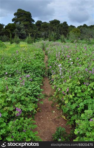 Trail through field of purple flowers. Spring landscape.