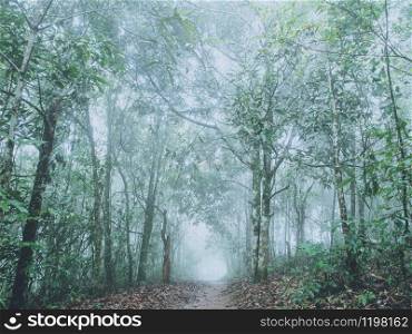 Trail through forest in fog with green leaves. woods after the rain stopped and sunlight is shining through leaves and branches.