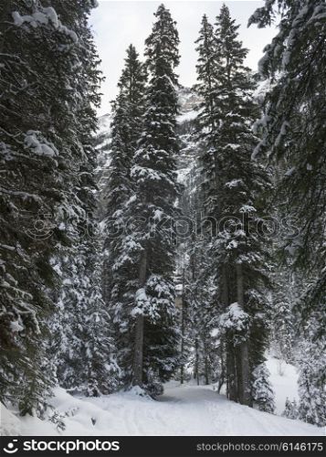 Trail through forest of snow covered trees, Lake Louise, Banff National Park, Alberta, Canada