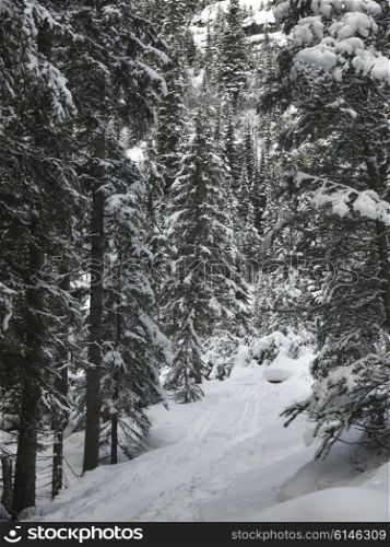 Trail through snow covered trees, Lake Louise, Banff National Park, Alberta, Canada