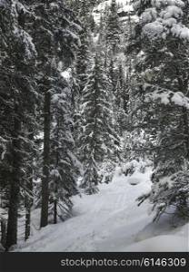 Trail through snow covered trees, Lake Louise, Banff National Park, Alberta, Canada