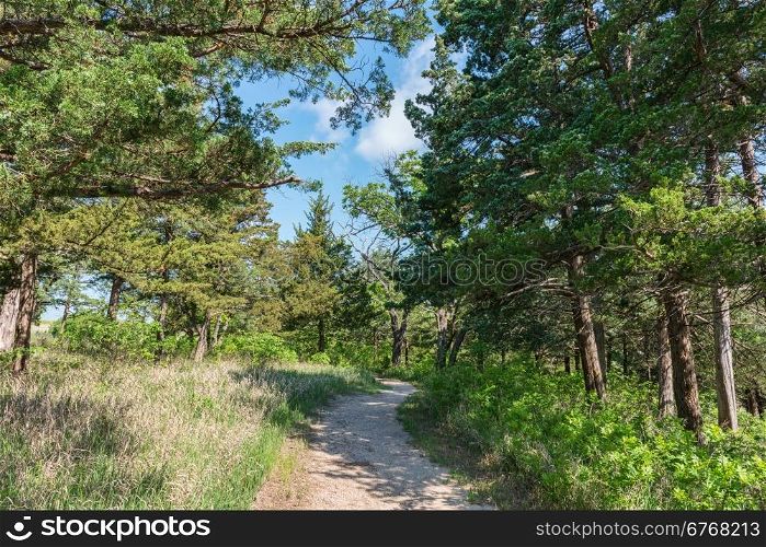 Trail through the woods, Strong City, Kansas