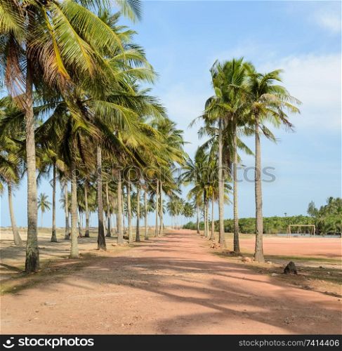 Trail to the tropical beach with coconut trees