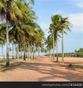 Trail to the tropical beach with coconut trees