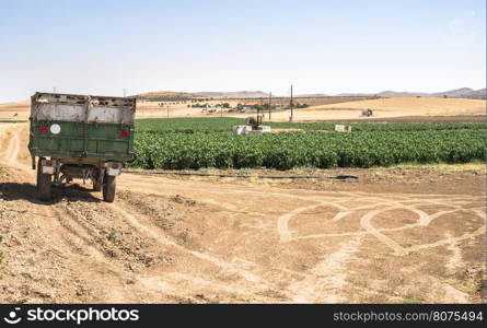 Trailer of a tractor in the field and agricultural plantations