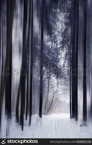 trails in the winter woods