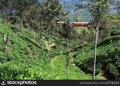 Train and tea plantation near Haputale, Sri Lanka