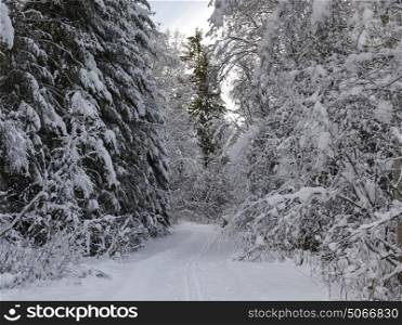 Train with Trees in snow covered forest, Regional District of Fraser-Fort George, Highway 16, Yellowhead Highway, British Columbia, Canada