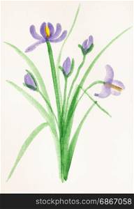 training drawing in suibokuga style with watercolor paints - bouquet from fresh iris flowers on paper