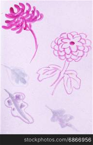 training drawing in suibokuga style with watercolor paints - sketches of chrysanthemum flowers on pink colored paper