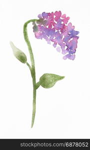 training drawing in suibokuga sumi-e style with watercolor paints - twig of Syringa (lilac) plant hand painted on white paper