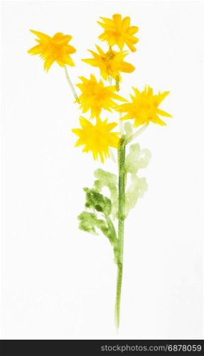 training drawing in suibokuga sumi-e style with watercolor paints - yellow chrysanthemum flowers hand painted on white paper