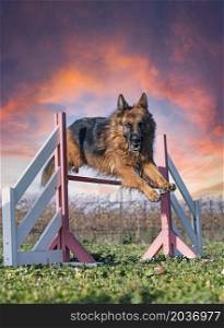 training of agility for a german shepherd in the nature