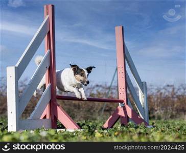 training of agility for a jack russel terrier in the nature