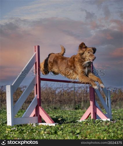 training of agility for a toller in the nature