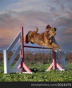 training of agility for a toller in the nature