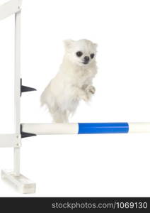 training of agility in front of white background