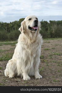 training of obedience for dog in a school dog