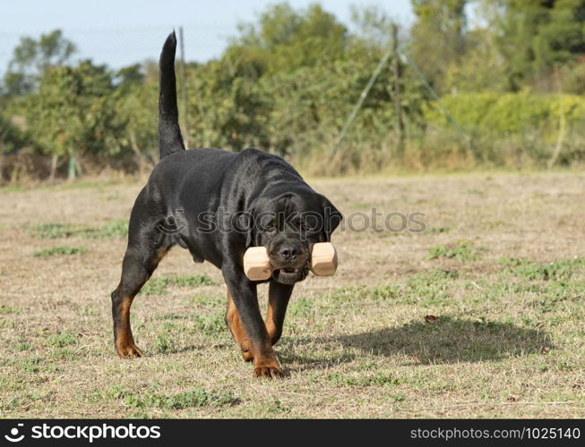 training of obedience for dog in a school dog