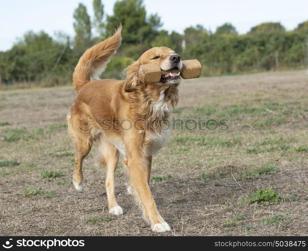 training of obedience for dog in a school dog