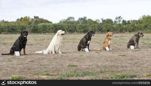 training of obedience for dog in a school dog