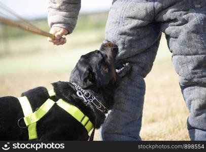 training of police dog with assailant in nature