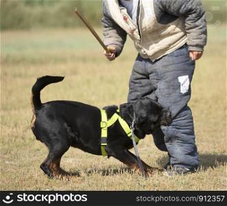 training of police dog with assailant in nature