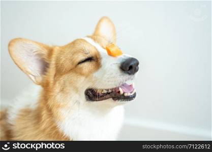 Training the smart corgi dog to sit and wait for food to be placed on the nose.The adorable corgi dog sat smiling while training to sit and wait for the owner before eating.