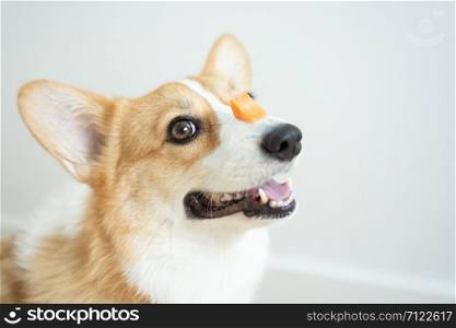 Training the smart corgi dog to sit and wait for food to be placed on the nose.The adorable corgi dog sat smiling while training to sit and wait for the owner before eating.