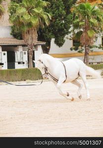 Training white horse on longe. Andalisia, Spain