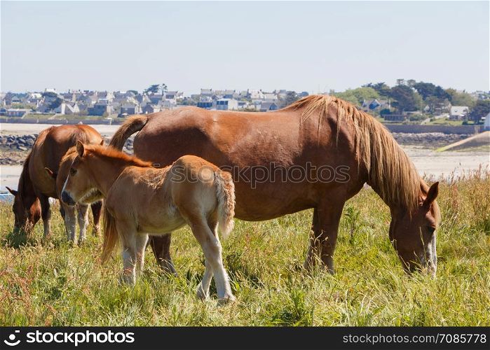 Trait Breton mare and her foal in a field near the coast in Brittany