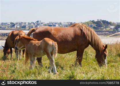 Trait Breton mare and her foal in a field near the coast in Brittany