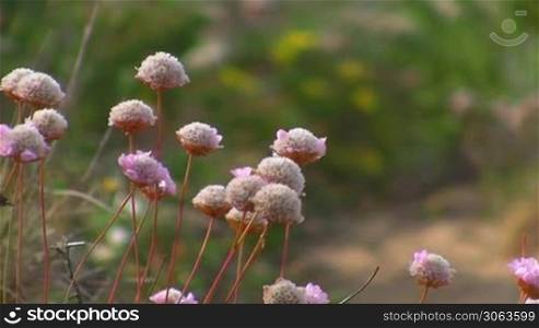Trampelpfad umsaumt von grunen Wiesen, Buschen und Strauchern und rosa Blumen; Kuste der Algarve, Portugal.
