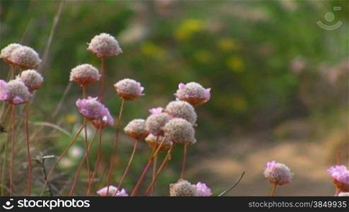 Trampelpfad umsSumt von grnnen Wiesen, Bnschen und StrSuchern und rosa Blumen; Knste der Algarve, Portugal.