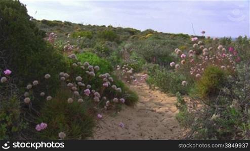 Trampelpfad umsSumt von grnnen Wiesen, Bnschen und StrSuchern und rosa Blumen; Knste der Algarve, Portugal.