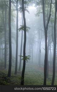 tranquil early morning atmosphere in misty fall forest