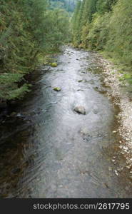Tranquil, remote stream through forest