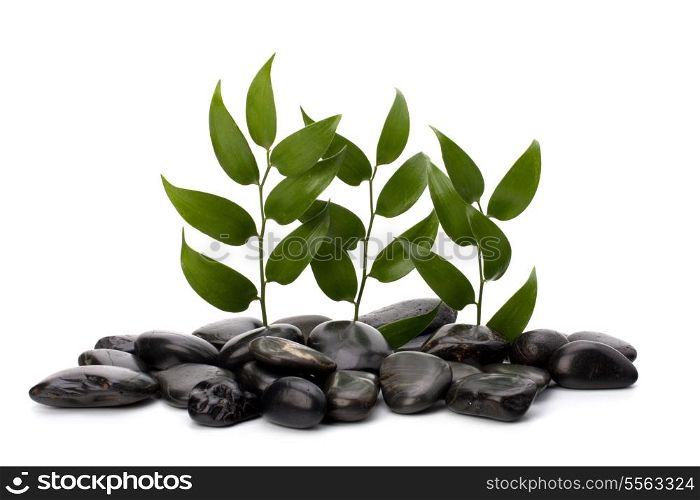 Tranquil scene. Green leaf and stones isolated on white background.