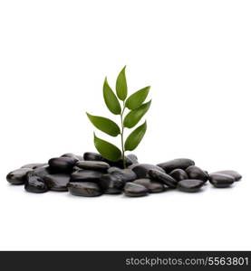 Tranquil scene. Green leaf and stones isolated on white background.